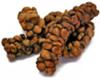 kopi-luwak-world-most-expensive